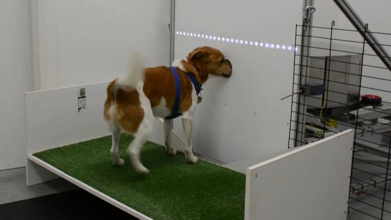 Dogs are being trained to sniff out cancer and tuberculosis in unprecedented research in the country