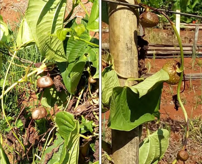 Know about cará-do-ar? See curiosities and cultivation tips