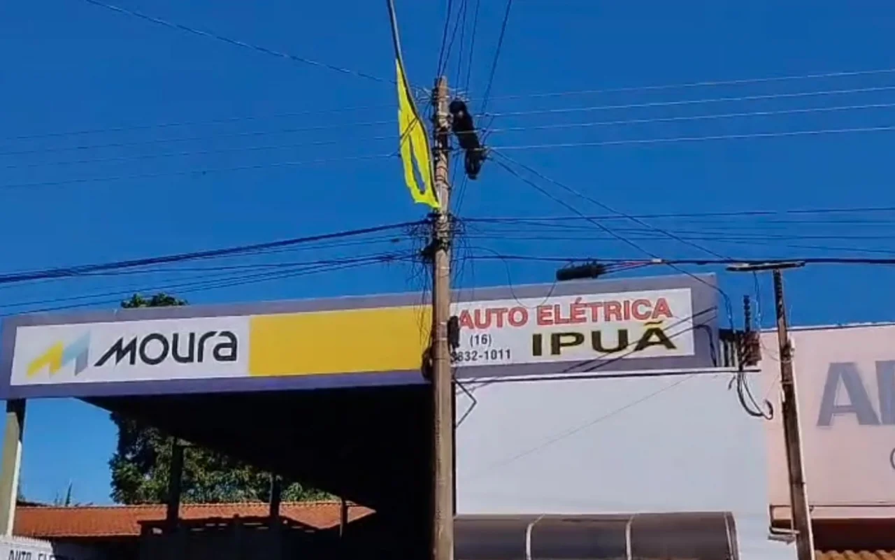 Howler monkey dies after being electrocuted by power line in Ipuã, SP