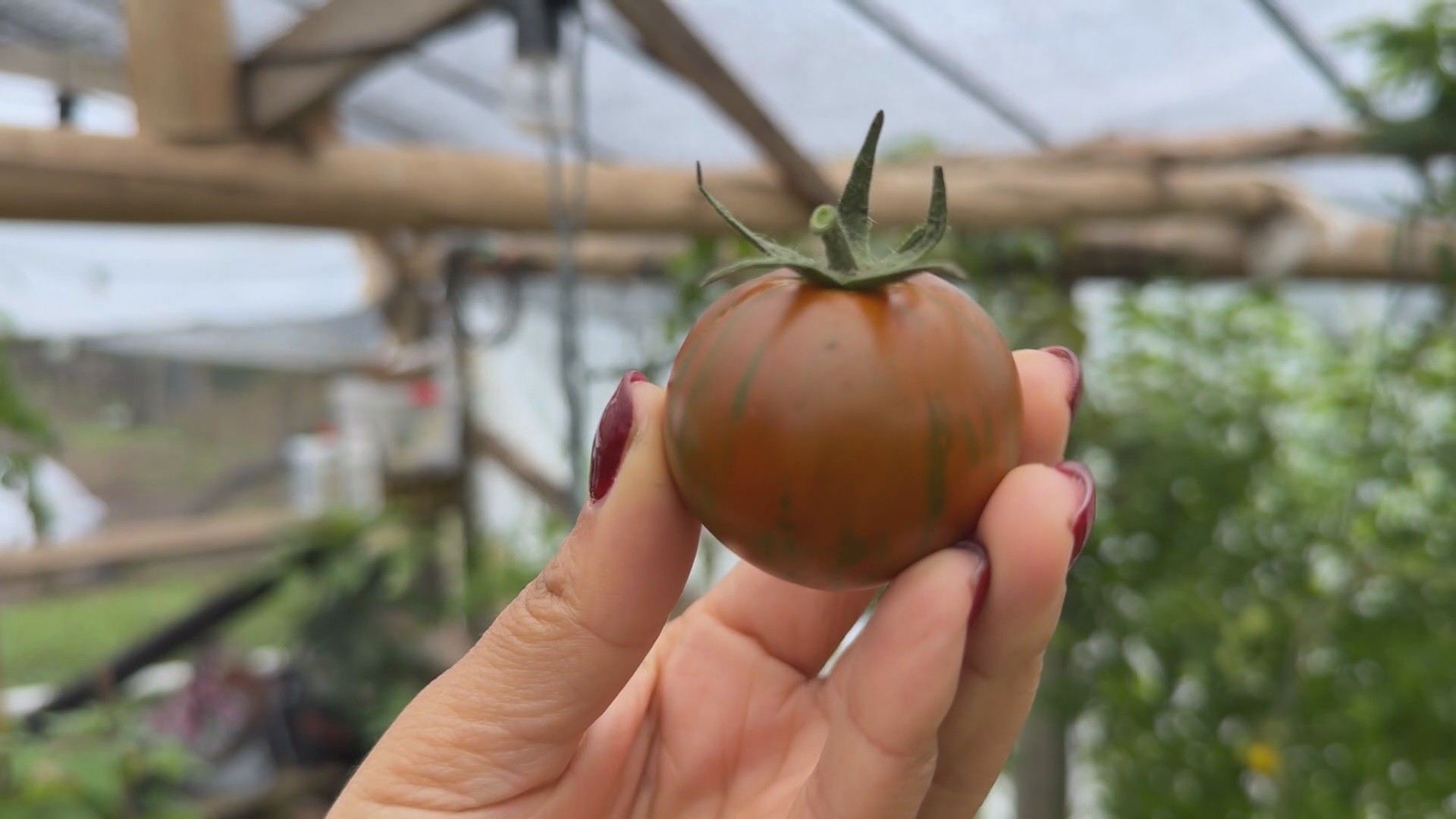With colorful cauliflower and striped tomatoes, farmer grows exotic vegetables in Paraná