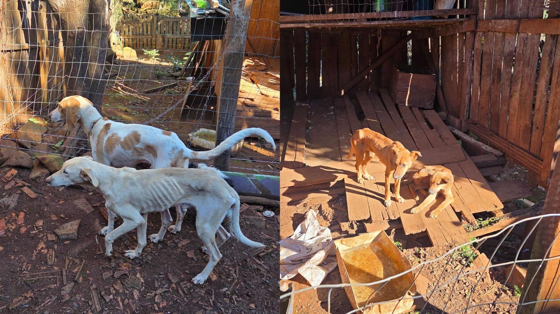 Man arrested after police find six malnourished dogs without food in Paraná home